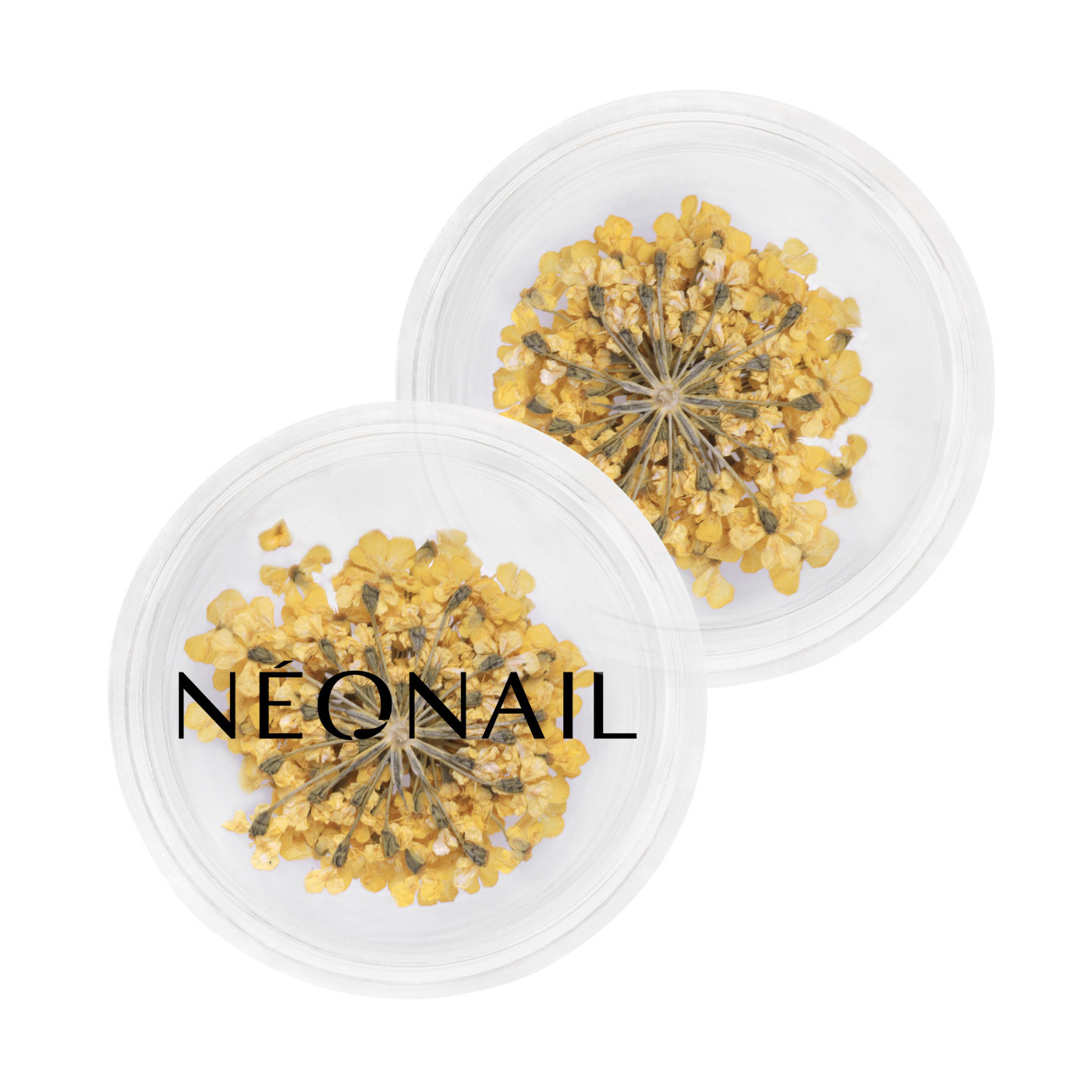 Dried flowers 07 - Yellow