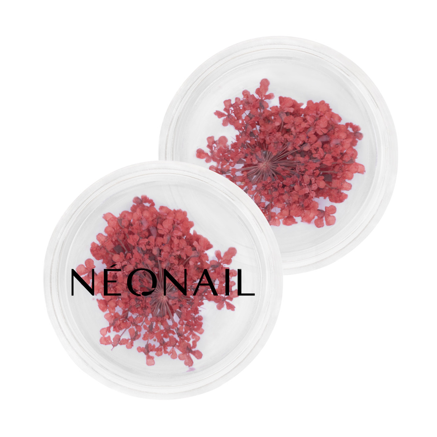 Dried flowers 08 - Red Dried flowers 08 - Red