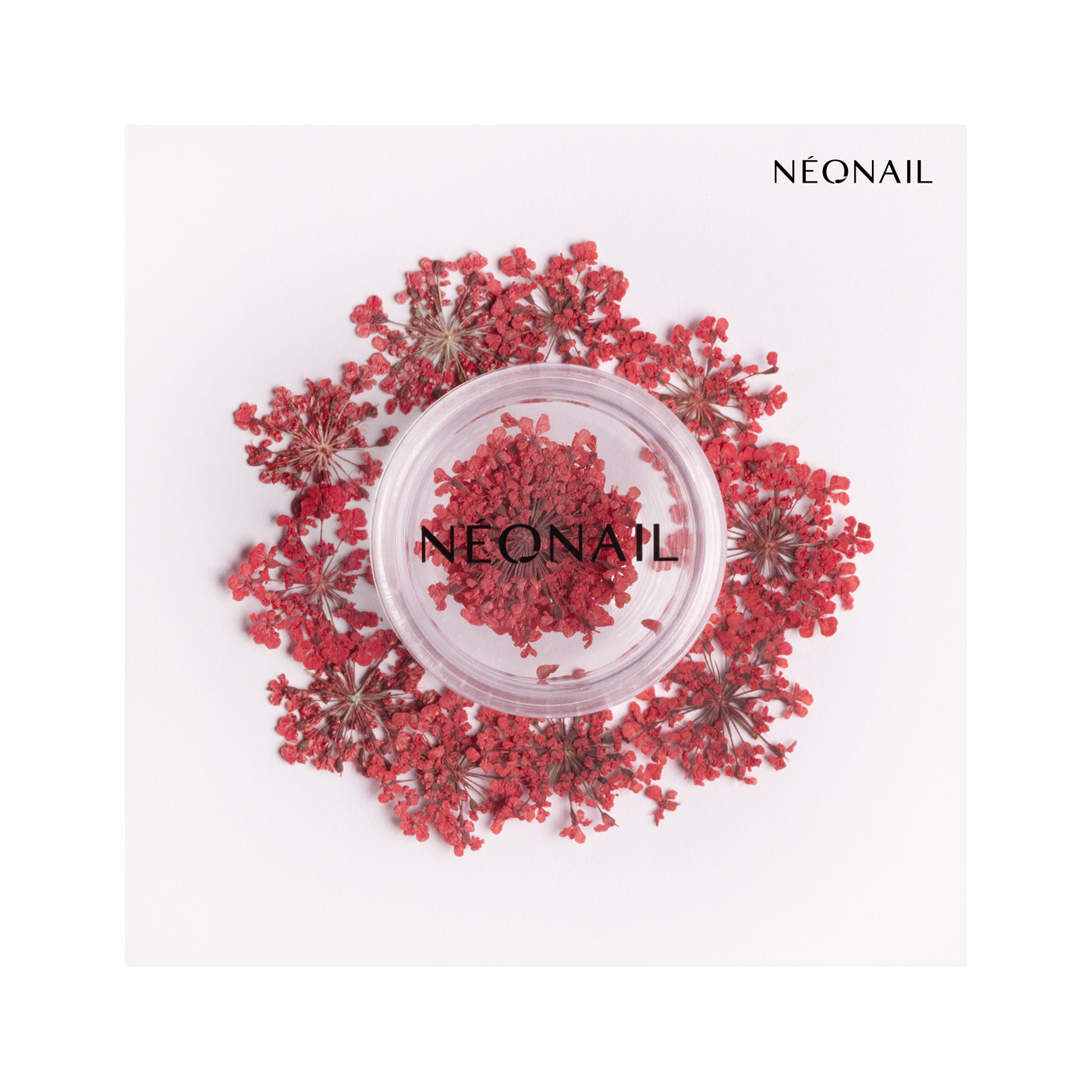 Dried flowers 08 - Red Dried flowers 08 - Red