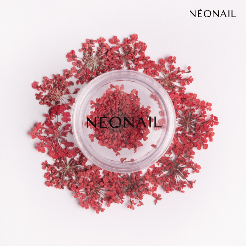 Dried flowers 08 - Red Dried flowers 08 - Red