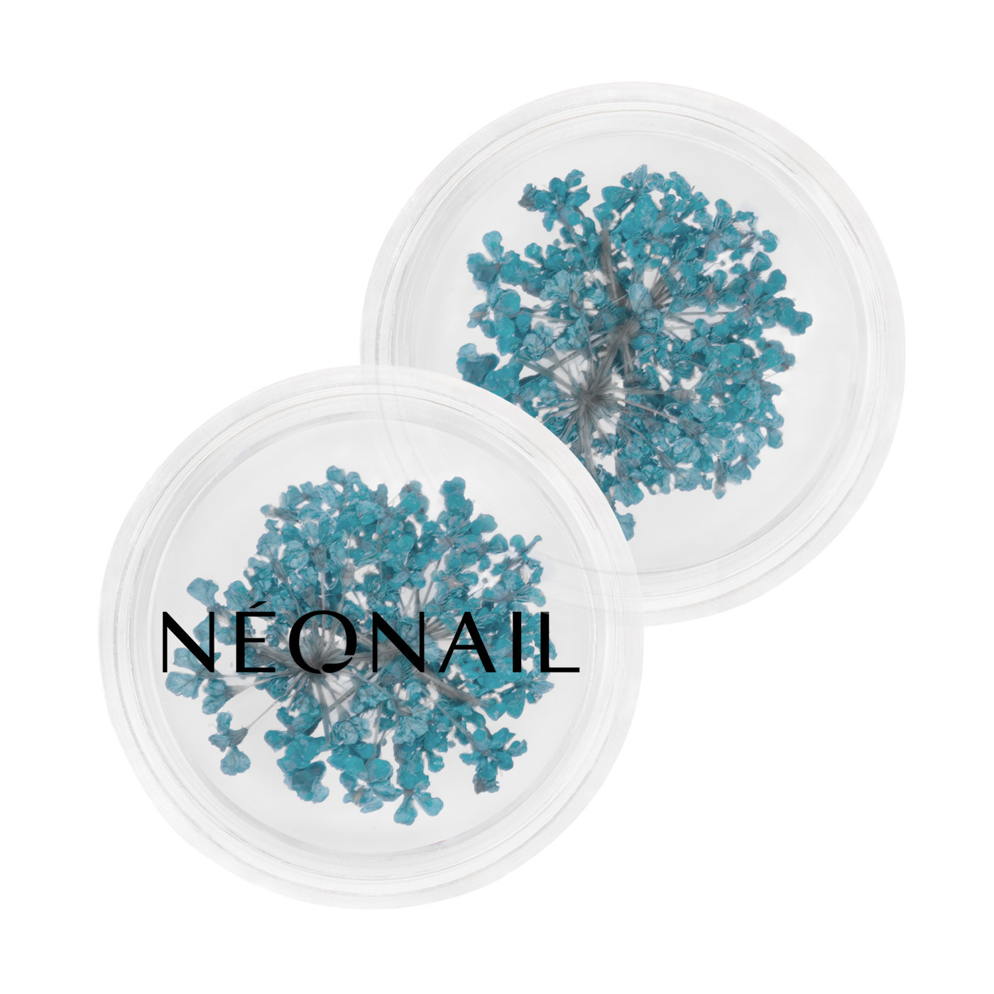 Dried flowers 05 - Turquoise Dried flowers 05 - Turquoise