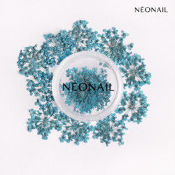 Dried flowers 05 - Turquoise Dried flowers 05 - Turquoise