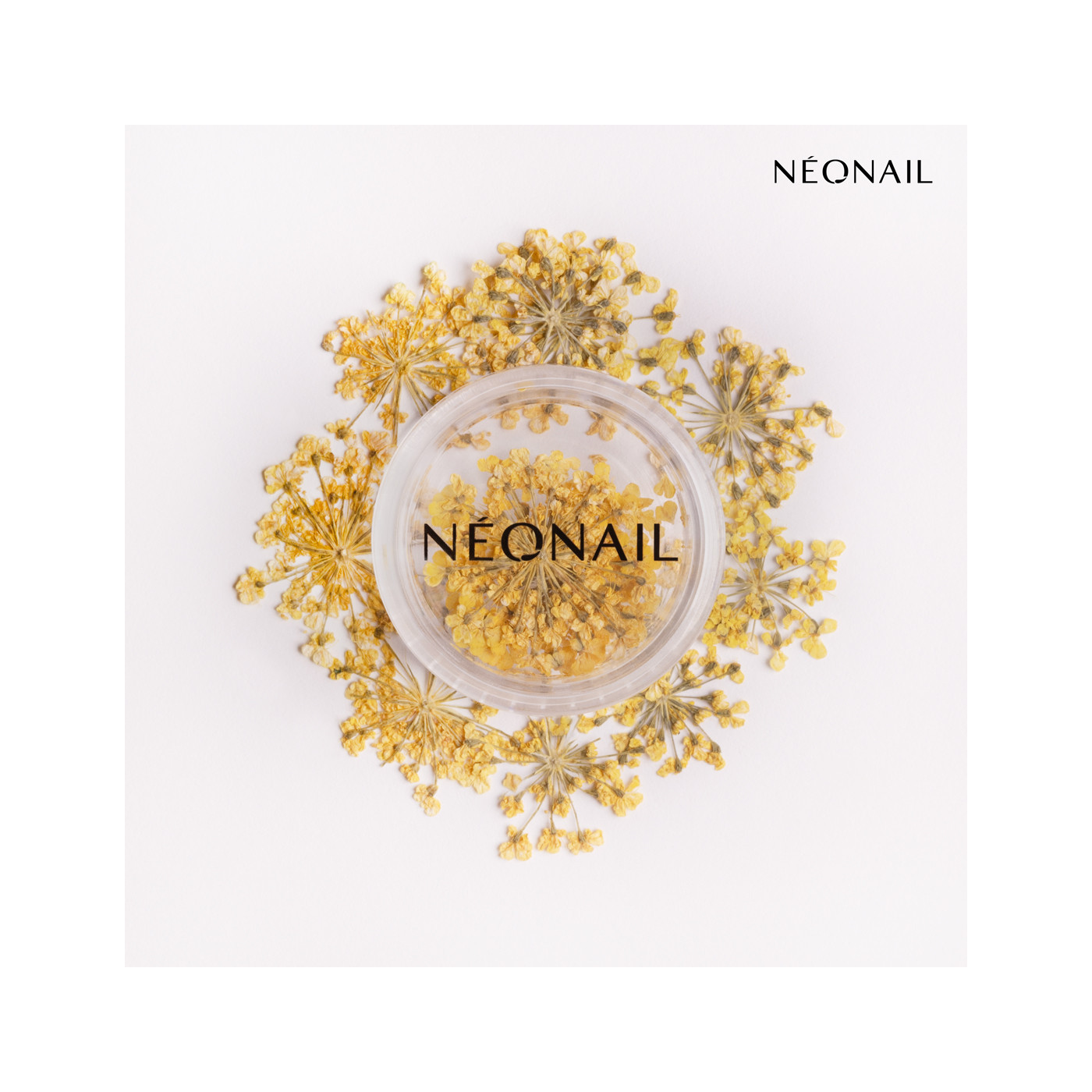 Dried flowers 07 - Yellow Dried flowers 07 - Yellow