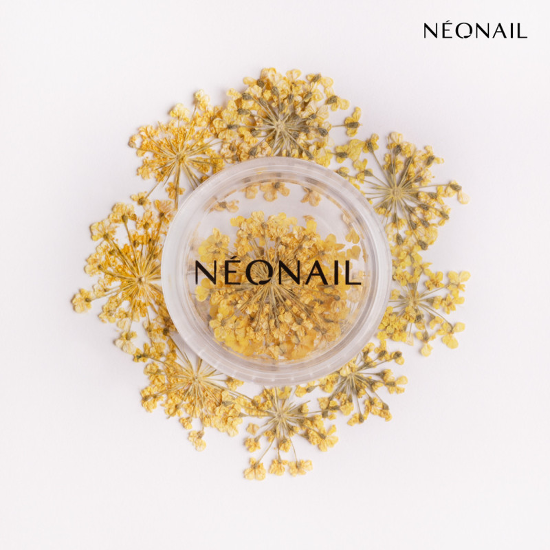 Dried flowers 07 - Yellow Dried flowers 07 - Yellow