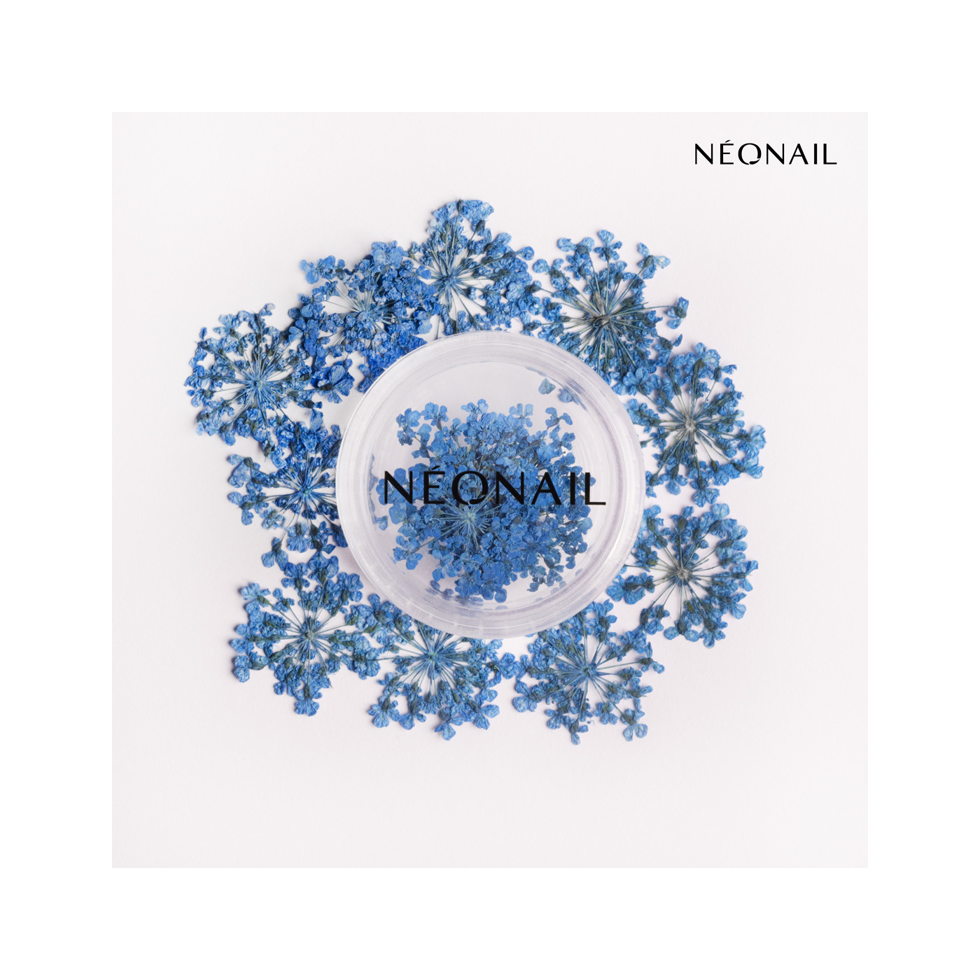 Dried flowers 04 - Navy