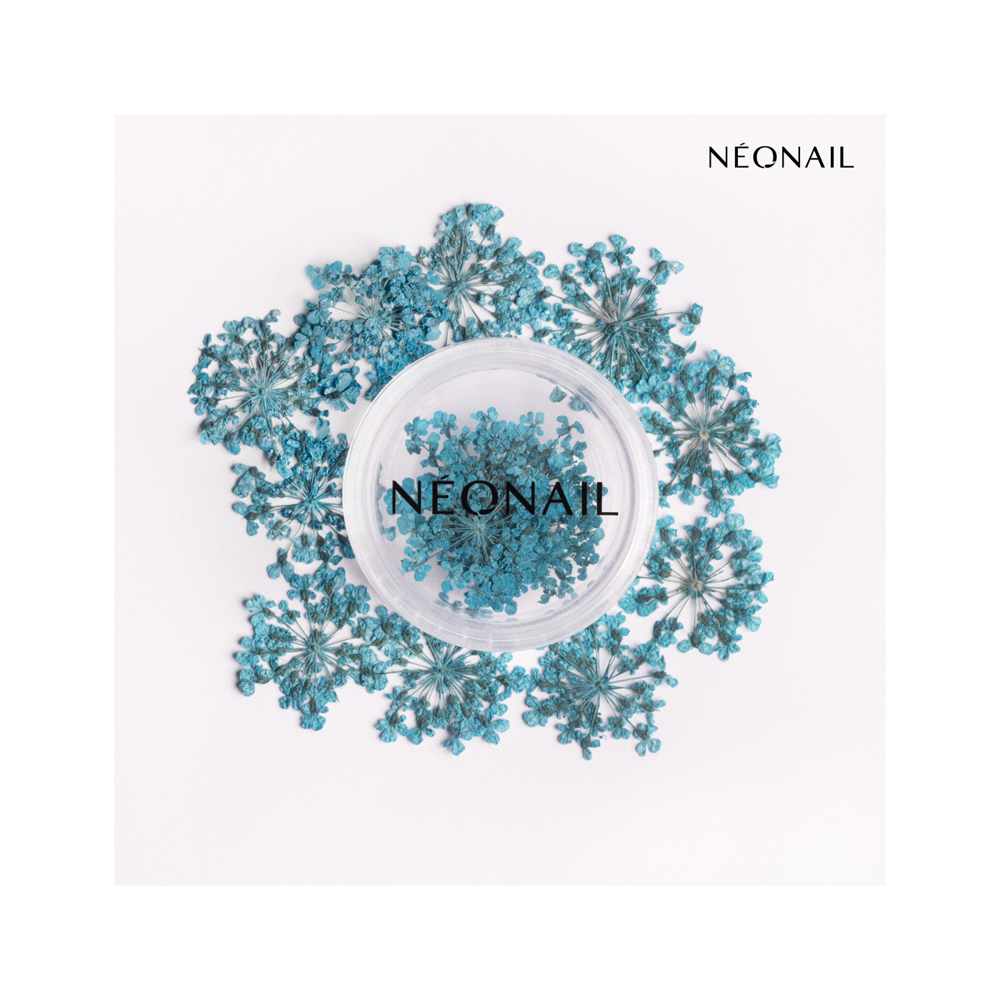 Dried flowers 05 - Turquoise