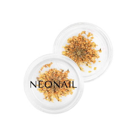 Dried flowers 03 - Orange