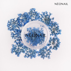 Dried flowers 04 - Navy