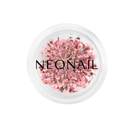 Dried flowers 01 - Pink