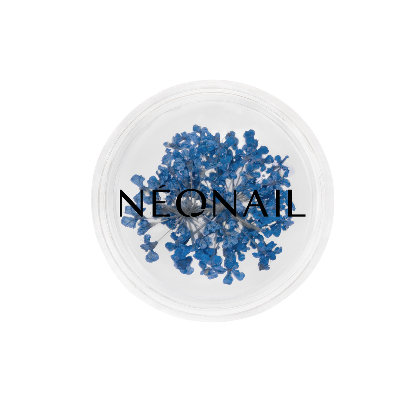 Dried flowers 04 - Navy