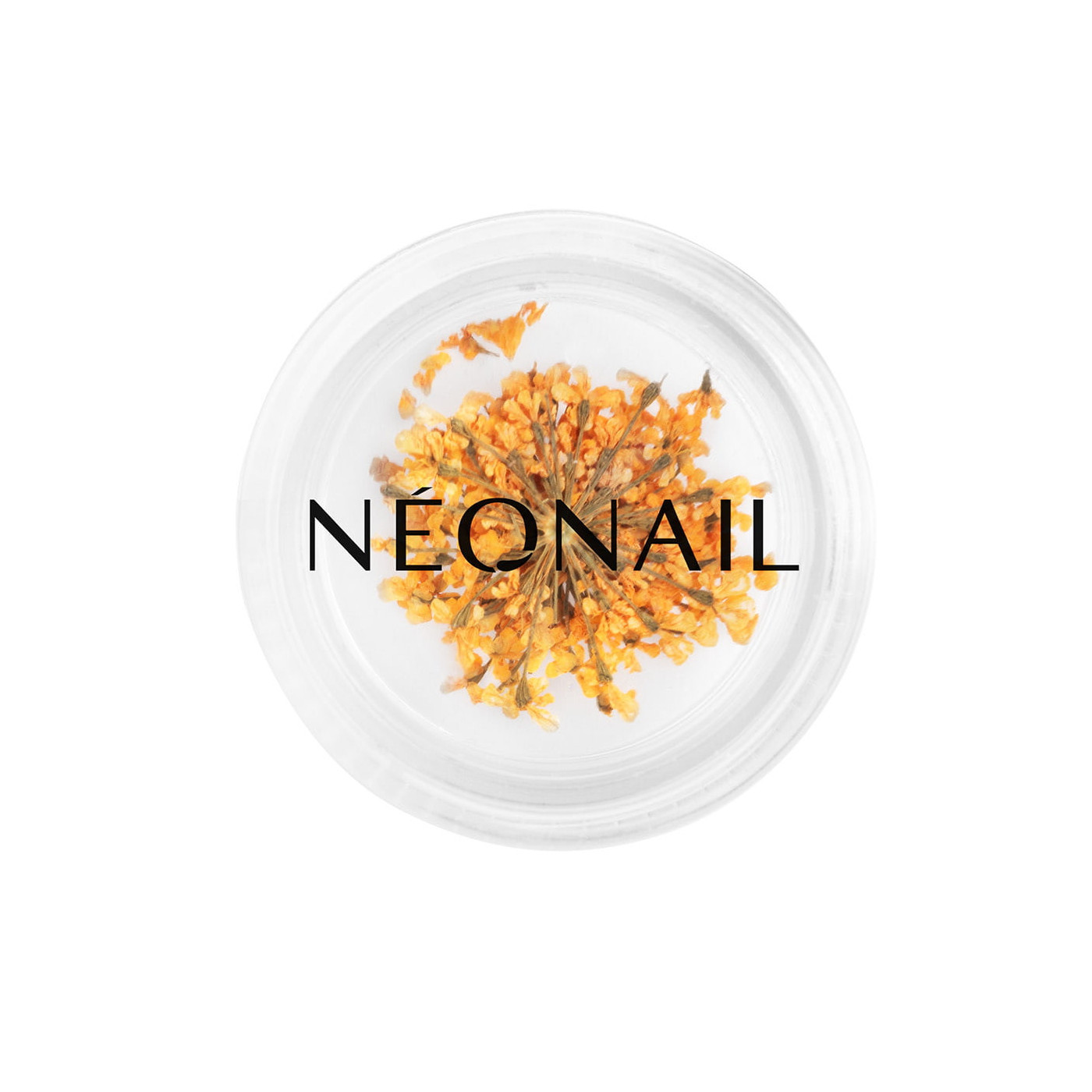 Dried flowers 03 - Orange