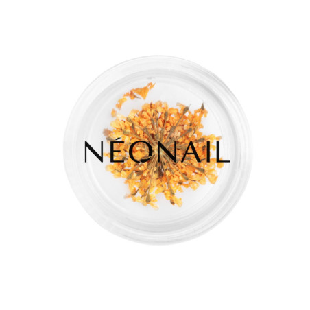 Dried flowers 03 - Orange